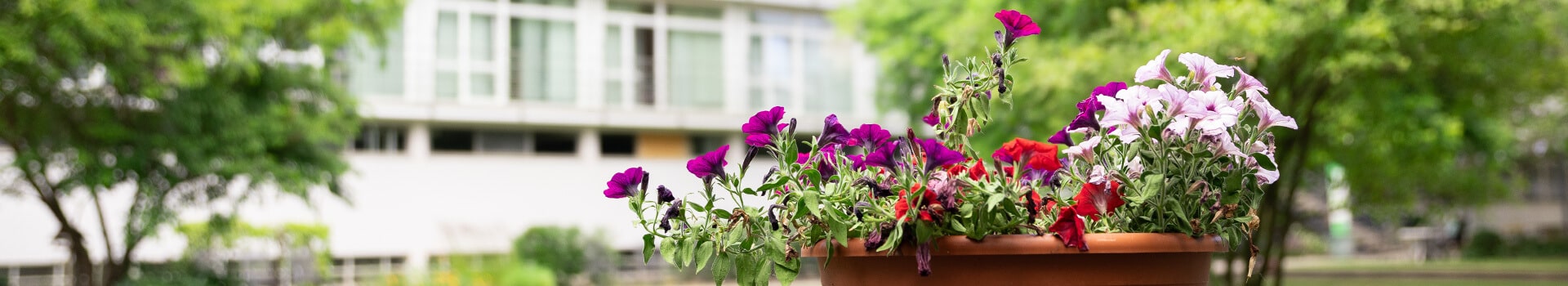 Blühende Geranien im Innenhof des Aschrottheims